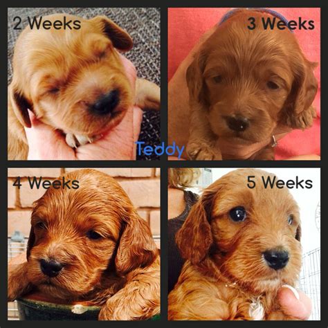 Teddy The Cockapoo Weeks Colour Apricot Cockapoo Apricot Golden