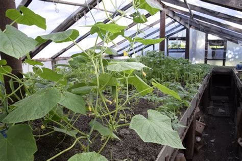 Seedlings In The Greenhouse Growing Of Vegetables In Greenhouses