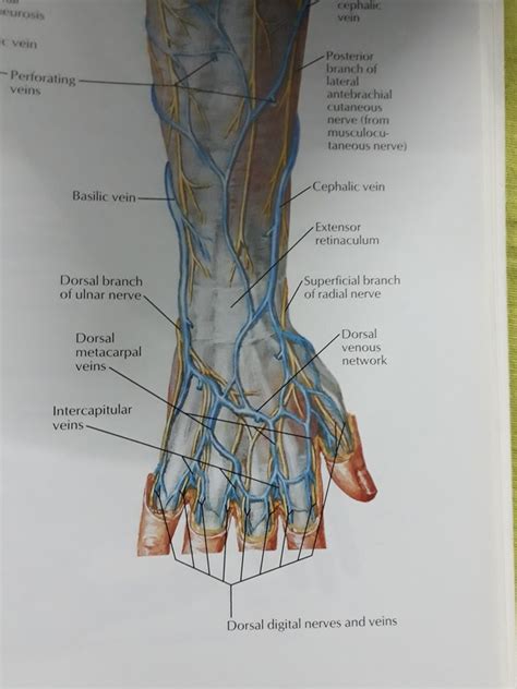 Diagram Arm Veins Diagram Mydiagramonline