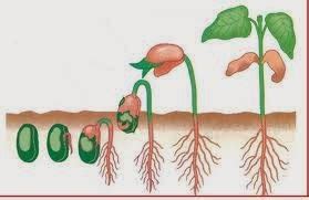 Pertumbuhan dan Perkembangan Tumbuhan dan Hewan IPA 8 | Materi SMA Online