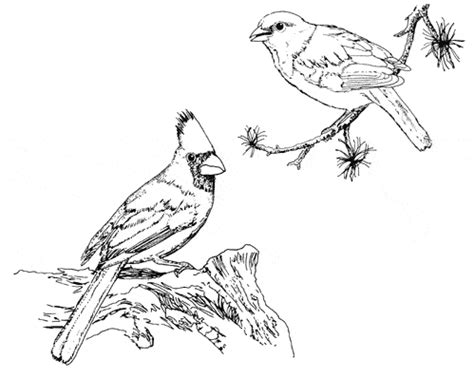 Cardinal coloring illustrations & vectors. Northern Cardinal coloring page - Animals Town - Animal ...