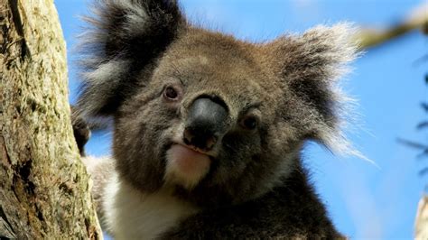 Desktop Wallpaper Koala Wild Animal Head Cute Hd Image