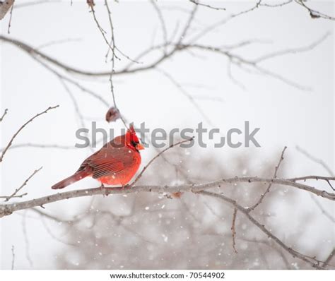 Bright Red Male Cardinalis Cardinalis Northern Stock Photo Edit Now