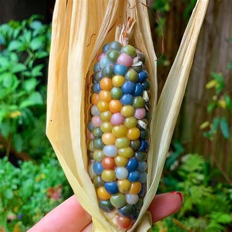 50 Glass Gem Corn Seeds Organic Jewel Colored Corn Non Gmo Seeds