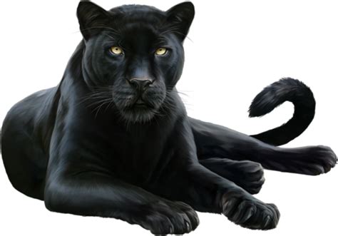 Black Panther Leopard Felidae Cougar Black Panther Png Download 600