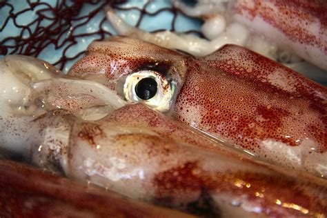 Globular proteins found to allow squid eyes to adjust for light distortion