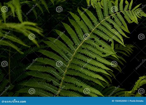 Fascinating Green Leaves Of Fern Stock Photo Image Of Fern Pattern