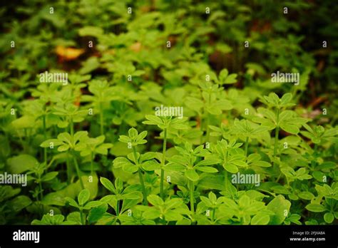 Green Weeds Hi Res Stock Photography And Images Alamy