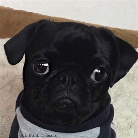 Frank Of Dafranknbeans Is Seriously The Cutest Little Puggie And