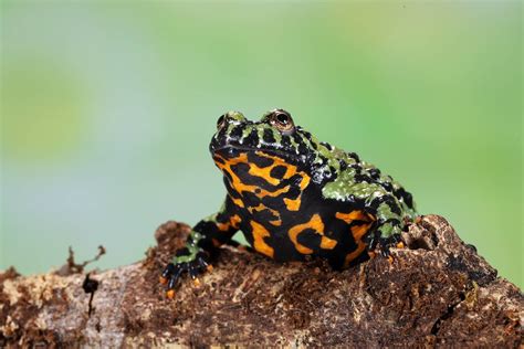 Oriental Fire Bellied Toad Vet Approved Info Habitat Setup