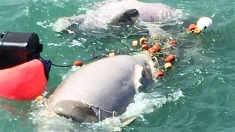 Dead Dugongs Found Floating Entangled In Net Off Cairns The Advertiser