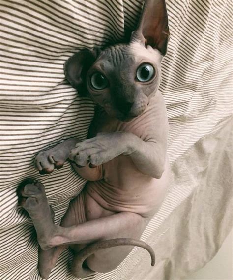 19 Reasons To Never Adopt A Sphynx The Paws Cute Hairless Cat Cute