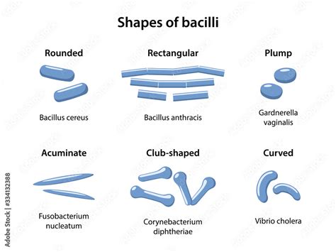 Shapes Of Ends Of Bacilli Rounded Rectangular Plump Acuminate Club