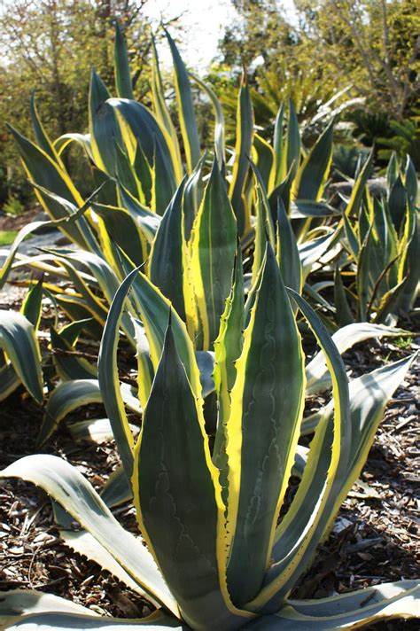 Agave Americana Variegata 2 Karl Gercens Flickr