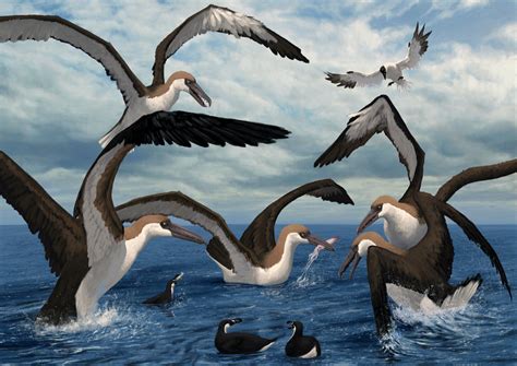Art Illustration Prehistoric Birds Pelagornis Is A Genus Of