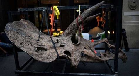 Skeleton Of Worlds Biggest Triceratops Goes On Sale Science News