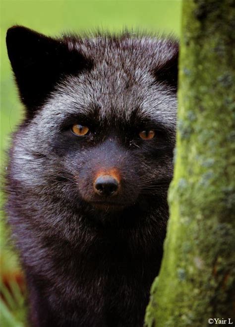 Black Fox By Yair Leibovich Photography Digital Pet