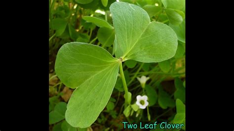 Two Leaf Clover Youtube