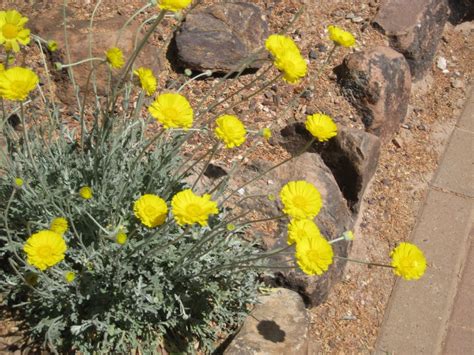 Notes From Norma Desert Plants
