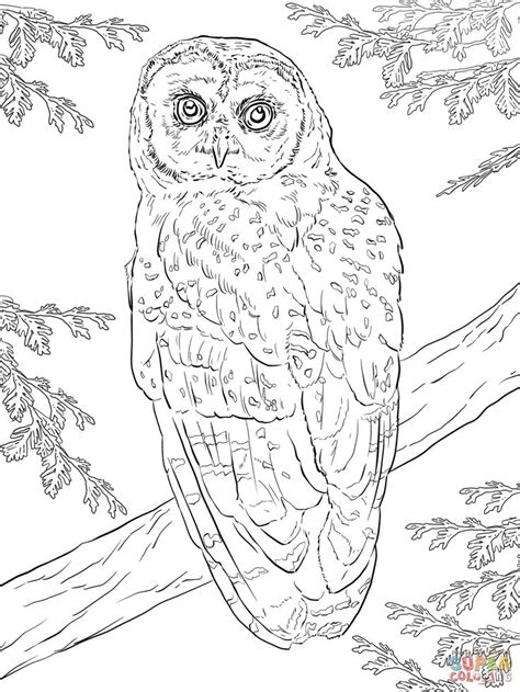 Shine spring time coloring book. Northern Spotted Owl Coloring page | Free Printable ...