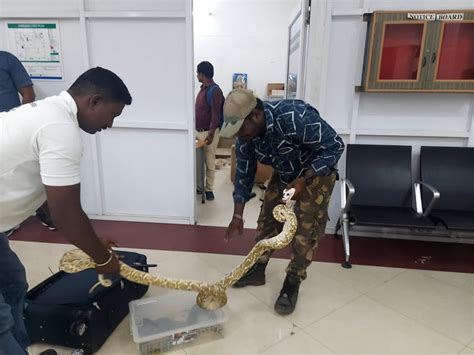 Atulkrishan On Twitter Woman Who Smuggles Snakes 🐍 A Woman Was Held