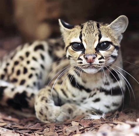 A Margay Cat Native To Central And South America Raww
