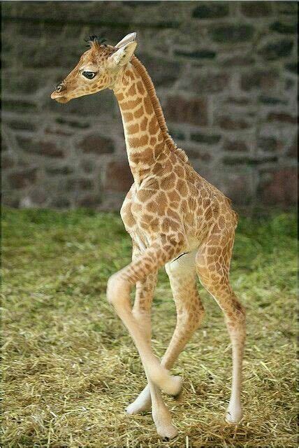 Babies Giraffes Are So Beautiful Giraffe Baby Giraffe Cute