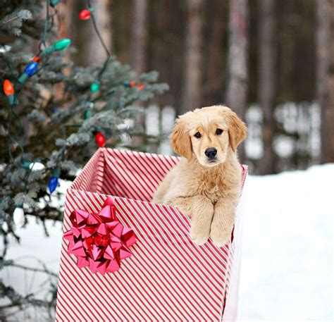 19 Christmas Cards Ideas For Your Pets Christmas Puppy