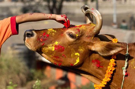 Nepal Kathmandu Tihar Cow