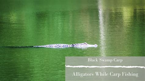 Alligators While Carp Fishing On Hilton Head Island South Carolina
