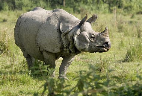 Threatened Greater One Horned Rhino Population Hits New High After