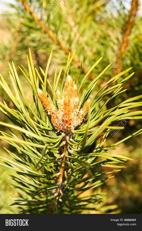Wonderful Pine Tree Image And Photo Free Trial Bigstock