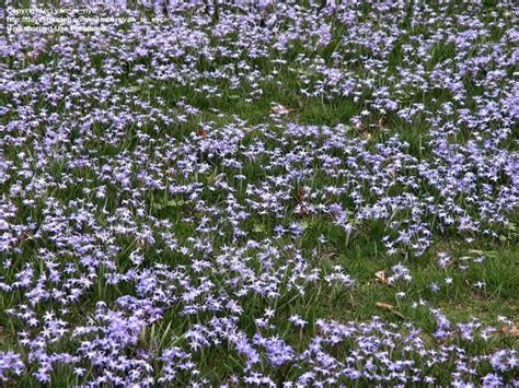 Full Size Picture Of Glory Of The Snow Chionodoxa Forbesii Glory Of