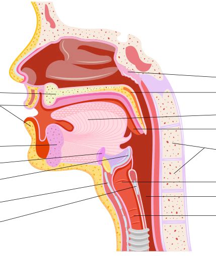 Swallowing Anatomy Diagram Anatomy Drawing Diagram