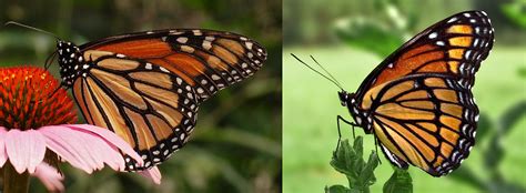 Log in or create an account to see photos of kupu kupu rama rama. Perbezaan antara kupu-kupu raja dan viceroy - 2021 - Berita
