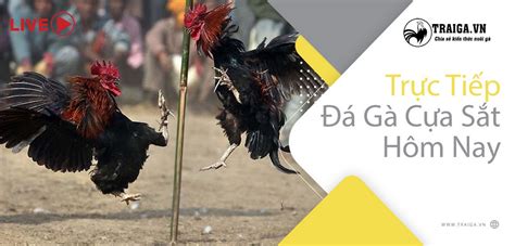 Đá gà trực tuyến , cá cược bóng đá, casino. Đá Gà Trực Tiếp C1 Hôm Nay Tại Thomo Casino 999 Có Bình ...