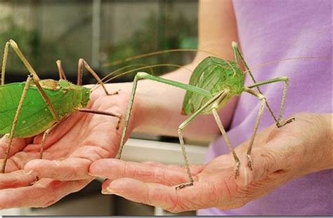 The Worlds 8 Biggest Baddest Fugliest Bugs Bit Rebels