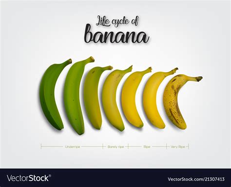 Free Banana Life Cycle Vector Welovesolo Sexiz Pix