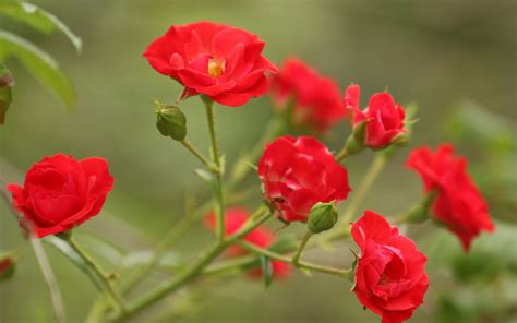 Wallpaper Flowers Red Branch Flower Flora Petal Land Plant