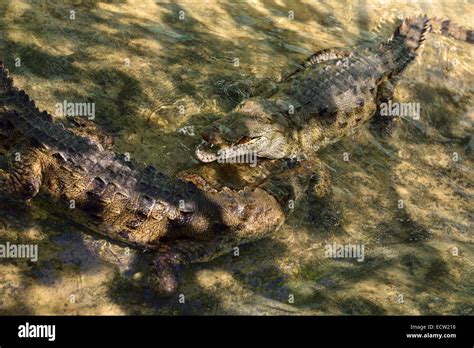 Pair Of Young Captive American Crocodiles At Feeding Time In A Shallow