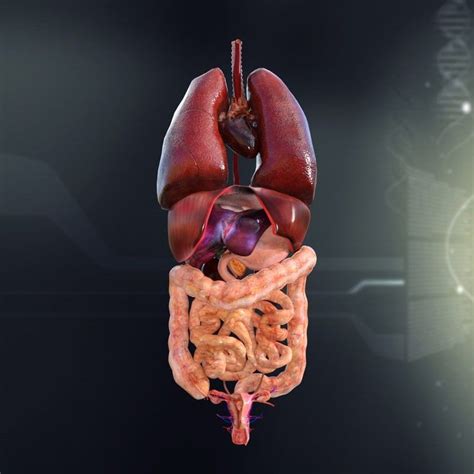 Vector illustration of human internal organ parts. 3d model human female internal organs (With images ...