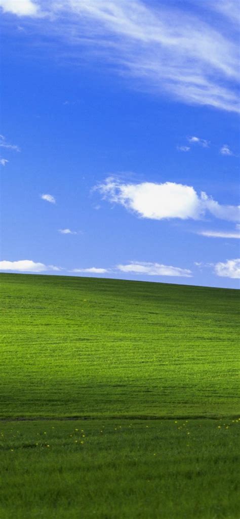 Windows 11 Phone Wallpaper