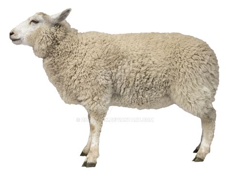 Sheep On A Transparent Background By Zoostock On Deviantart