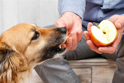 7 Delicious Fruits Dogs Can Eat And Will Love The Opulent Hound