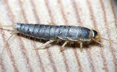 Simple pest maintenance you can do. Pictures of Silverfish Bugs
