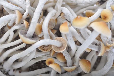 Mckennaii Magic Mushrooms Magic Mushrooms Shop Flickr