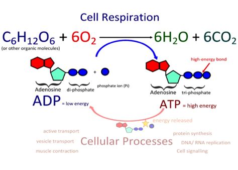 2 8 Cell Respiration BIOLOGY PORTFOLIO