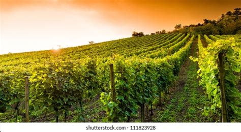 Vinyard Images Stock Photos D Objects Vectors Shutterstock