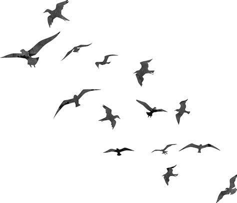Flying Birds Png Hd 10 Free Cliparts Download Images On Clipground 2023
