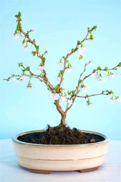 Flowering Cherry Blossom Bonsai With Blush Pink Flowers And Cherries